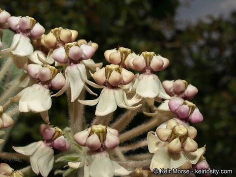 Image of woollypod milkweed