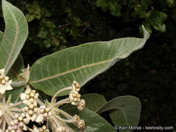 Image of woollypod milkweed