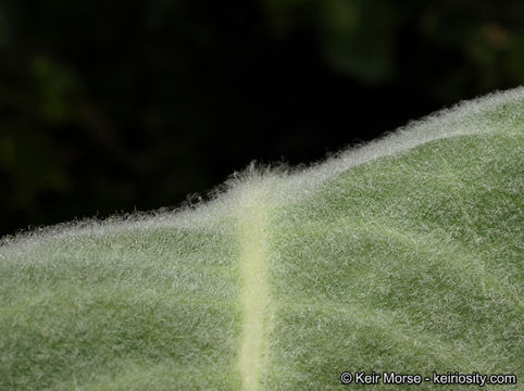 Image of woollypod milkweed