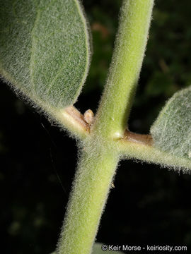 Image of woollypod milkweed