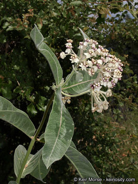 Image of woollypod milkweed