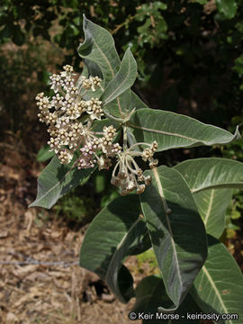 Image of woollypod milkweed