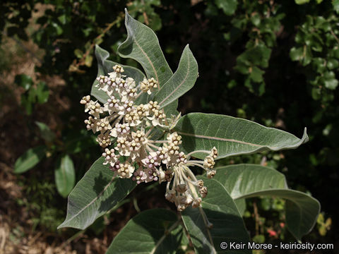 Image of woollypod milkweed