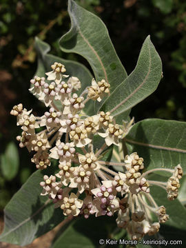 Image of woollypod milkweed