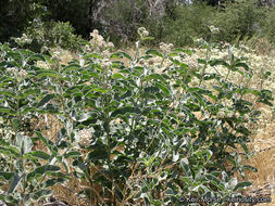 Image of woollypod milkweed