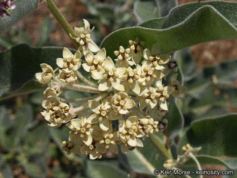 Image of woollypod milkweed