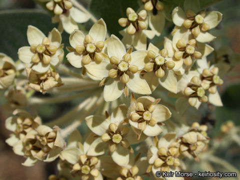 Image of woollypod milkweed