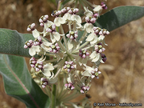 Image of woollypod milkweed