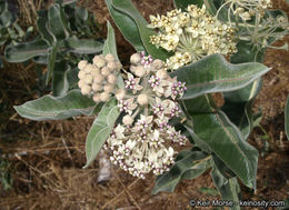 Image of woollypod milkweed