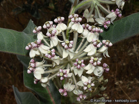 Image of woollypod milkweed