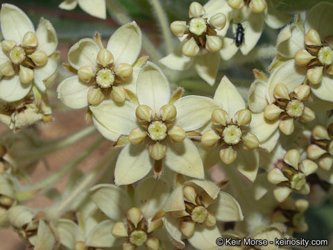 Image of woollypod milkweed