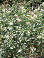 Image of woollypod milkweed