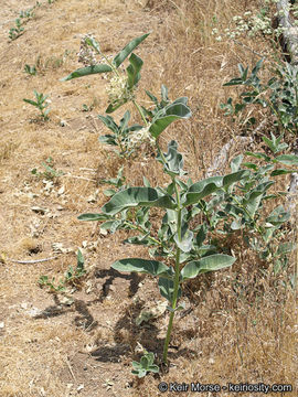 Image of woollypod milkweed