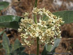 Image of woollypod milkweed