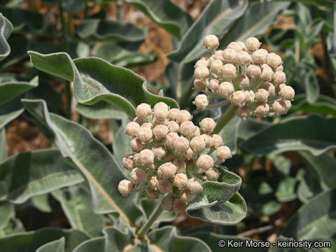 Image of woollypod milkweed