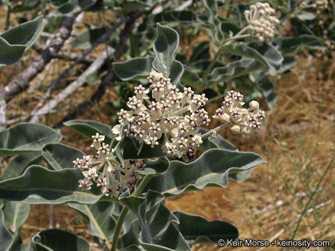 Image of woollypod milkweed