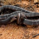 Image of Common Indian krait