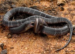 Image of Common Indian krait