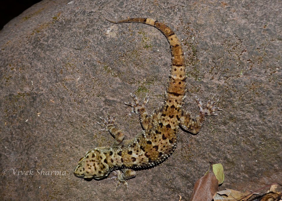 Image of Spotted Leaf-toed Gecko