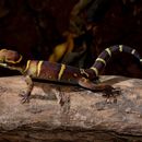 Image of Banded Ground Gecko