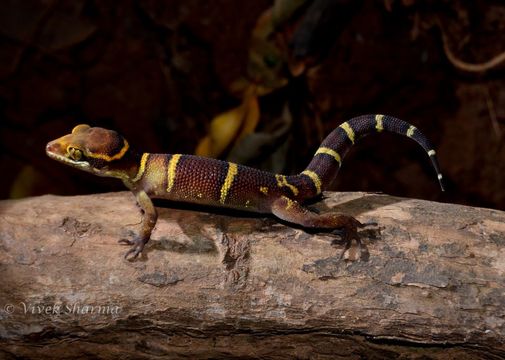 Cyrtodactylus deccanensis (Günther 1864) resmi