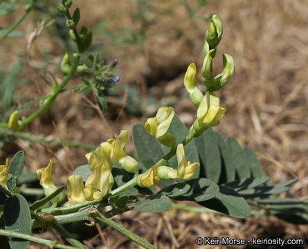 Astragalus douglasii var. parishii (A. Gray) M. E. Jones resmi