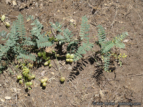 Astragalus douglasii var. parishii (A. Gray) M. E. Jones resmi