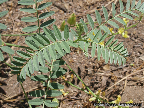 Imagem de Astragalus douglasii var. parishii (A. Gray) M. E. Jones