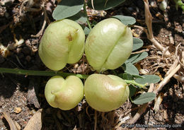 Imagem de Astragalus douglasii var. parishii (A. Gray) M. E. Jones