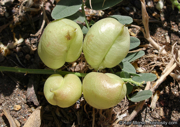 Astragalus douglasii var. parishii (A. Gray) M. E. Jones resmi