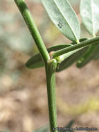 Image of Parish's milkvetch