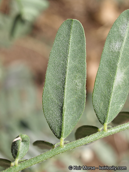 Astragalus douglasii var. parishii (A. Gray) M. E. Jones resmi