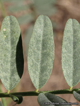 Astragalus douglasii var. parishii (A. Gray) M. E. Jones resmi