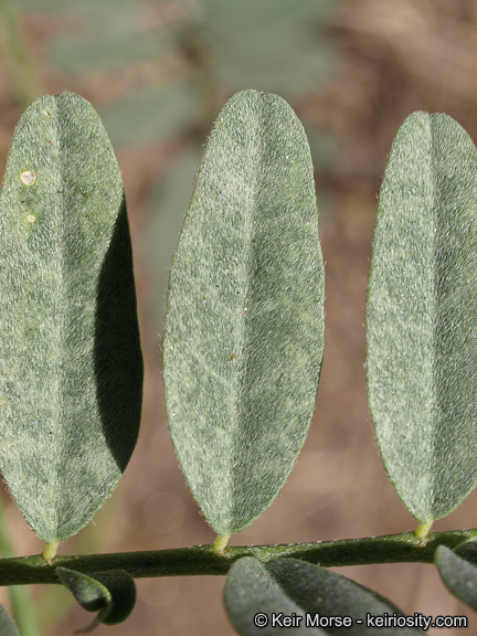 Image of Parish's milkvetch