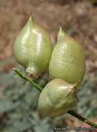 Astragalus douglasii var. parishii (A. Gray) M. E. Jones resmi