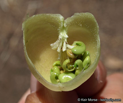 Astragalus douglasii var. parishii (A. Gray) M. E. Jones resmi