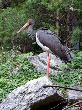 Image of Black Stork