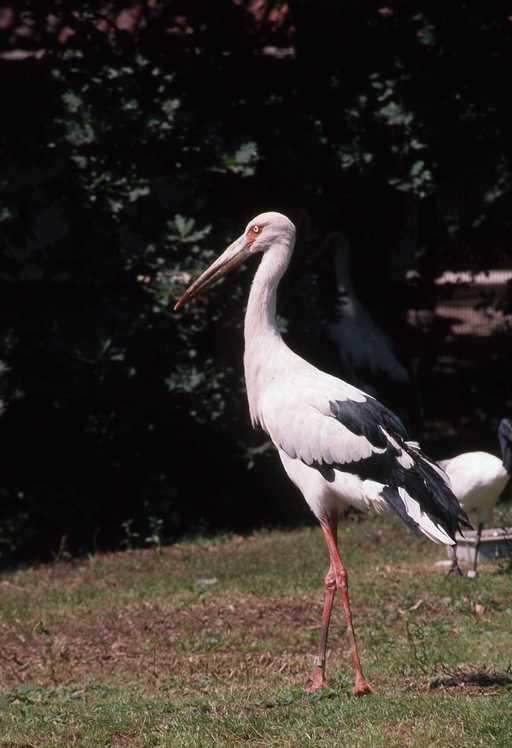 Image of Maguari Stork