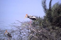 Image of Painted Stork