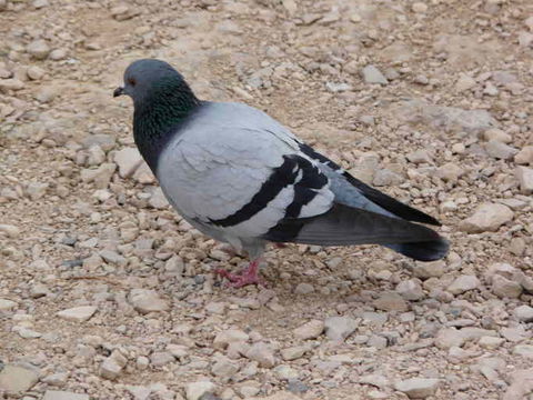 Image of Common Pigeon