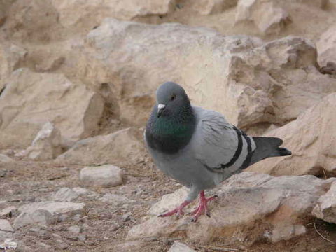 Image of Common Pigeon