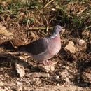 Image of Columba Linnaeus 1758