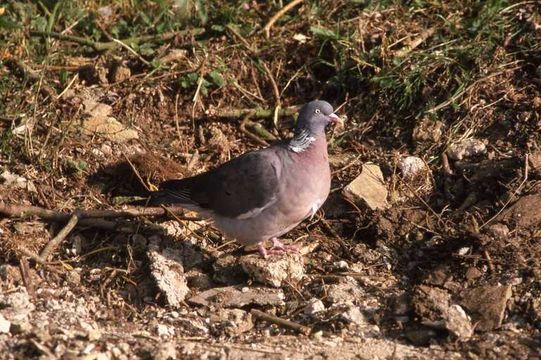 Image de Pigeon ramier