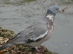 Image of Common Wood Pigeon