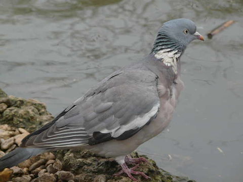 Image de Pigeon ramier