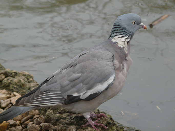 Image of Common Wood Pigeon