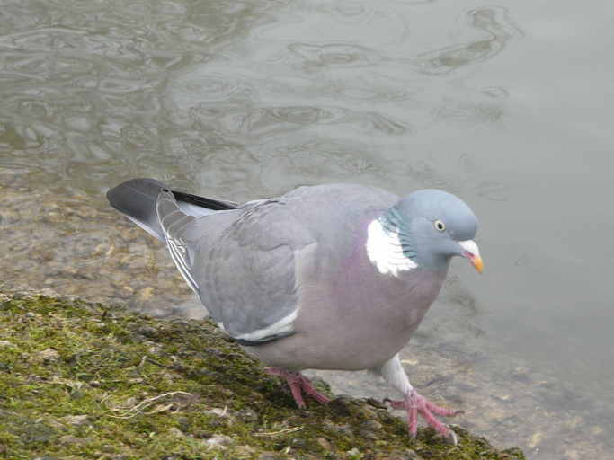 Image of Common Wood Pigeon