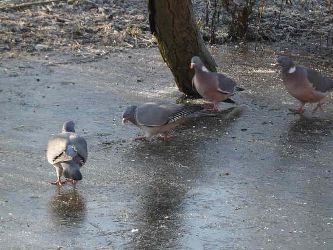 Image of Common Wood Pigeon