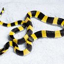 Image of Banded Krait