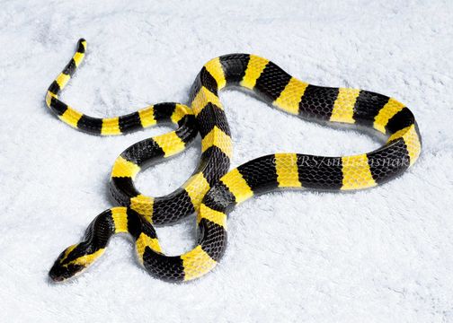 Image of Banded Krait